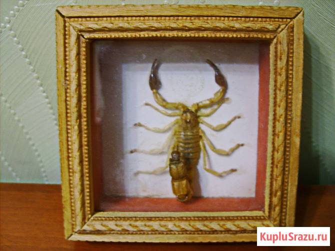 Модульная картина "Скорпион" Самара - изображение 1