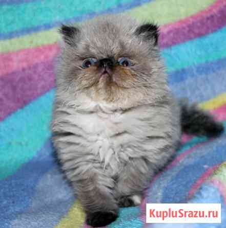 Персидские котята разных окрасов Москва