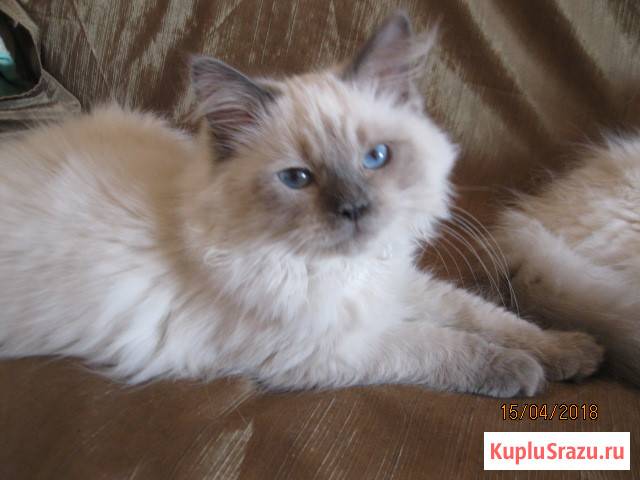 Невские маскарадные кошки (ликвидация питомника) Москва - изображение 2