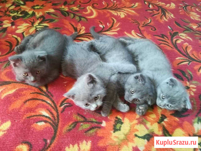 Шотландские котята Бугуруслан - изображение 1