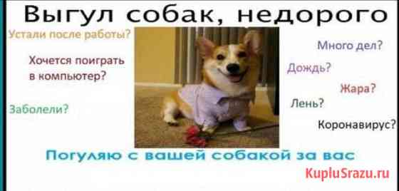 Выгул собак Москва