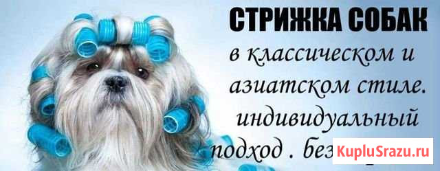 Стрижка домашних любимцев Брянск - изображение 1