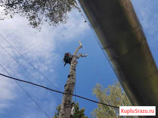 Спил деревьев около домов, проводов, на кладбищах Рославль - изображение 1