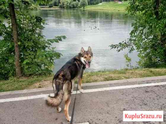 Выгул собак Москва