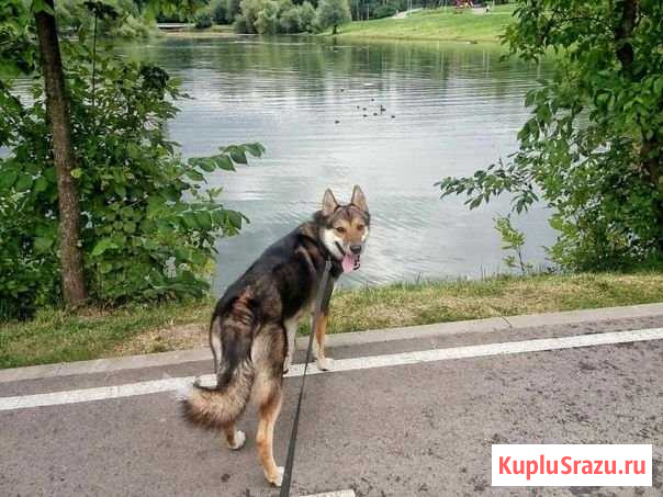 Выгул собак Москва - изображение 1