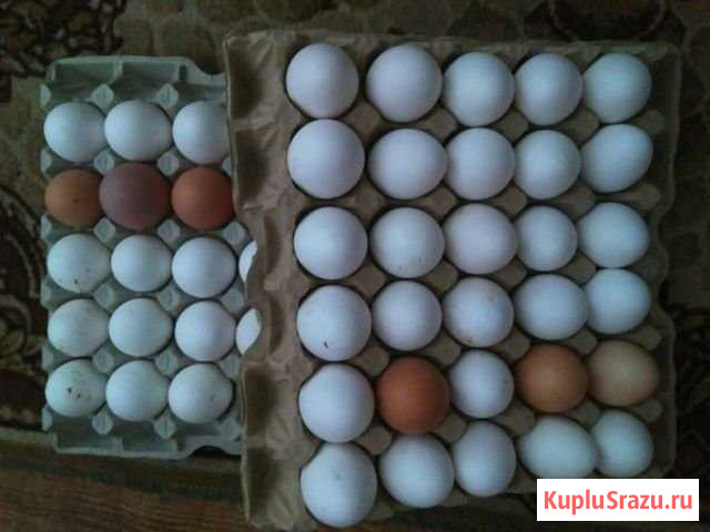 Продам яйцо куриное Белый Яр - изображение 1