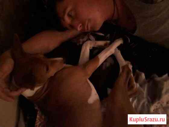 Передержку собак Москва