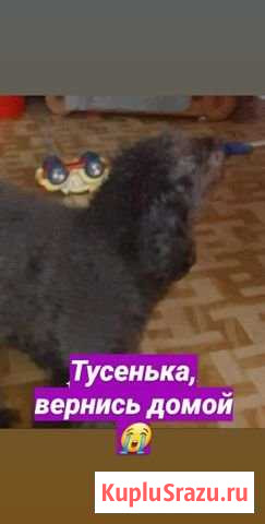 Пропала собака Белогорск - изображение 1