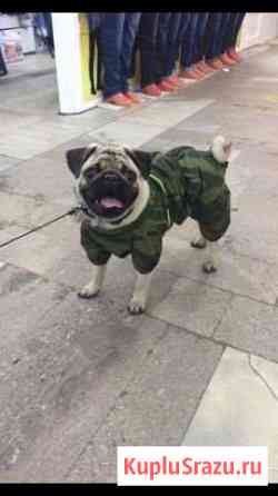 Выгул собак Москва