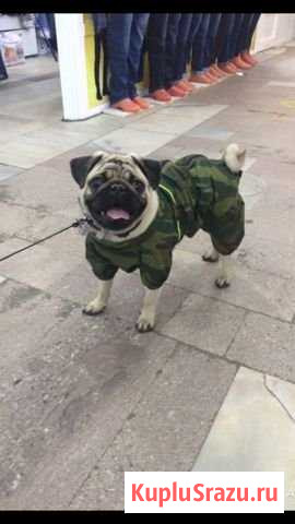 Выгул собак Москва - изображение 1