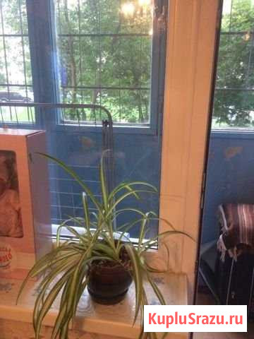 1-комнатная квартира, 33 м², 1/9 эт. в аренду на длительный срок в Подольске Подольск - изображение 1