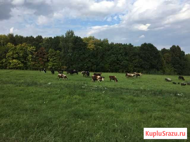 Участок ИЖС 10 сот. на продажу в Туле Тула - изображение 3