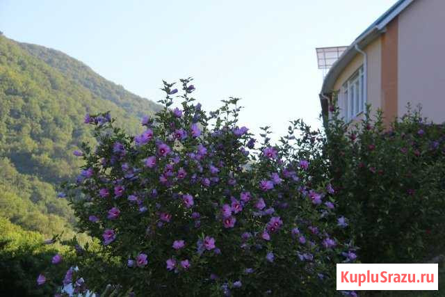 Комната 30 м² в 1-ком. кв., 2/4 эт. в аренду посуточно в Сочи Сочи - изображение 1