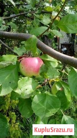Дача 20 м² на участке 4 сот. на продажу в Ульяновске Ульяновск - изображение 2