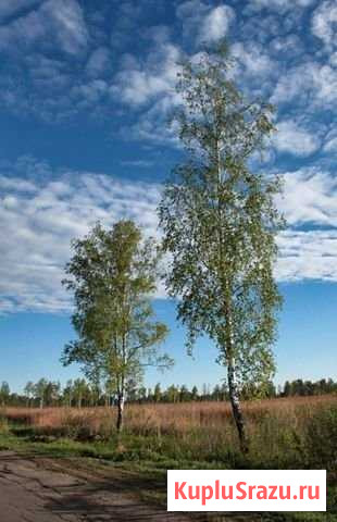 Участок ИЖС 322 сот. на продажу в Балабаново Балабаново - изображение 1