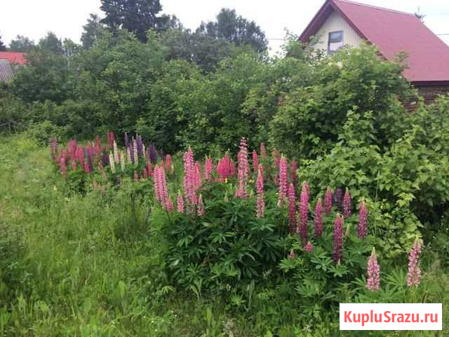 Дача 36 м² на участке 8.5 сот. на продажу в Красном Гуляе Красный Гуляй - изображение 1
