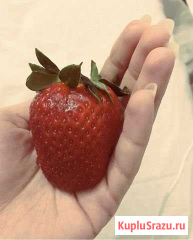 Участок СНТ, ДНП 12 сот. на продажу в Белгороде Белгород - изображение 3