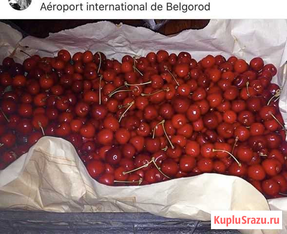 Участок СНТ, ДНП 12 сот. на продажу в Белгороде Белгород - изображение 2