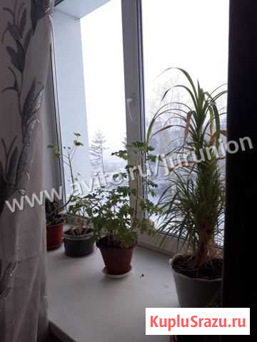 1-комнатная квартира, 29 м², 3/3 эт. на продажу в Кемерово Кемерово - изображение 3