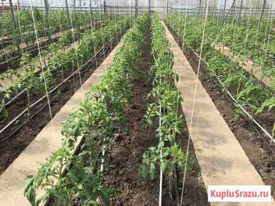 Дача 68 м² на участке 18 сот. на продажу в Краснодаре Краснодар
