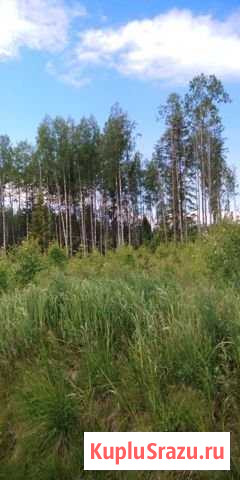 Участок СНТ, ДНП 25 сот. на продажу в Петрозаводске Петрозаводск - изображение 1