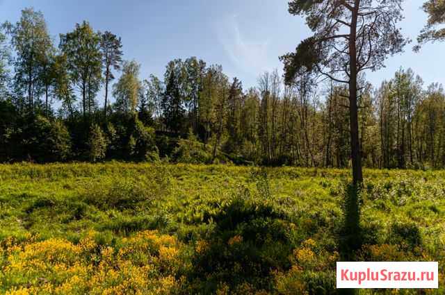 Участок СНТ, ДНП 18 сот. на продажу в Зеленогорске Ленинградской области Зеленогорск - изображение 2