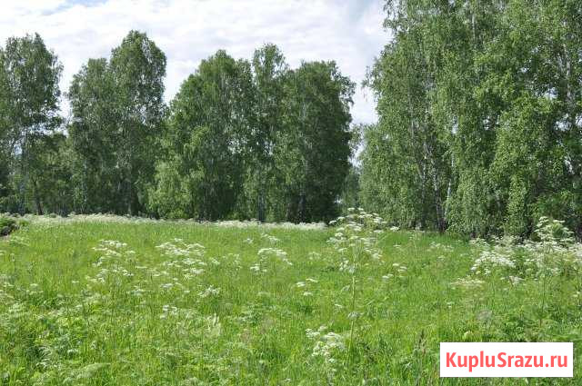 Участок СНТ, ДНП 115 сот. на продажу в Новосибирске Новосибирск - изображение 3