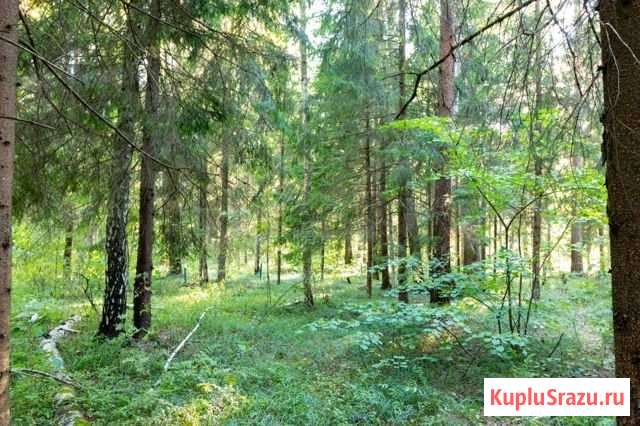 Участок ИЖС 24 сот. на продажу в Селятино Селятино - изображение 3