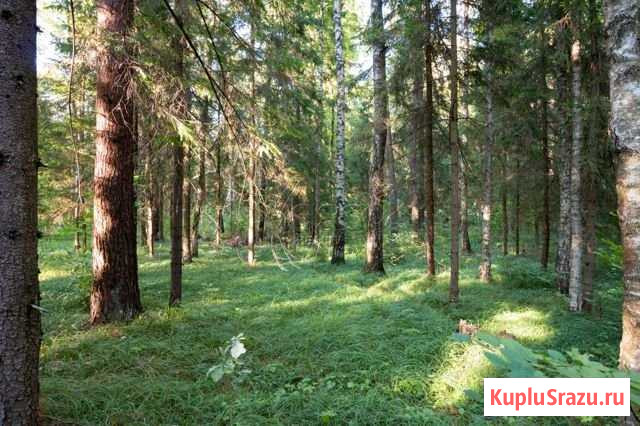 Участок ИЖС 24 сот. на продажу в Селятино Селятино - изображение 2