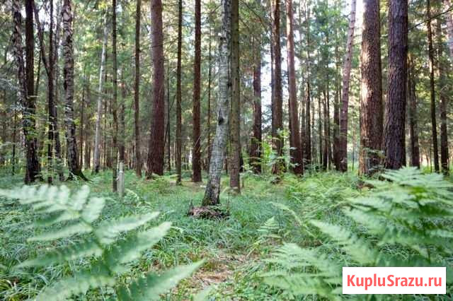 Участок ИЖС 24 сот. на продажу в Селятино Селятино - изображение 1