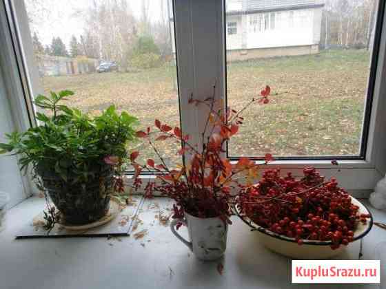2-комнатная квартира, 37 м², 1/2 эт. на продажу в Сергаче Сергач