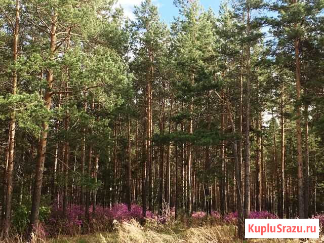 Дача 20 м² на участке 10 сот. на продажу в Белореченском Белореченский - изображение 3