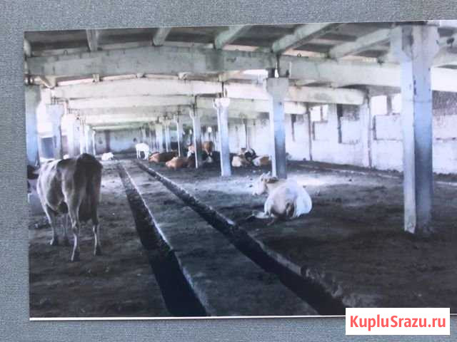 Продаю коровник Камызяк - изображение 1