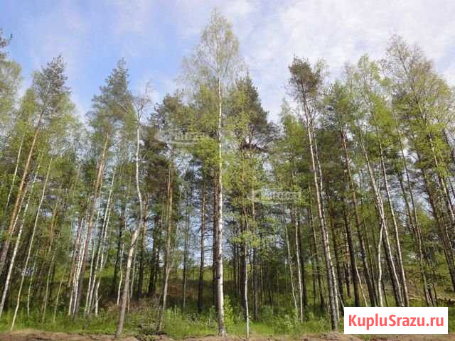 Участок ИЖС 24 сот. на продажу в Кузьмоловском Кузьмоловский - изображение 2