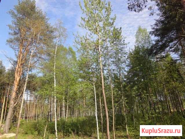 Участок ИЖС 24 сот. на продажу в Кузьмоловском Кузьмоловский - изображение 1