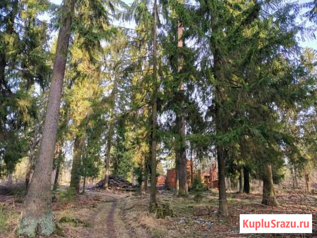 Участок ИЖС 15 сот. на продажу в Сиверском Сиверский - изображение 2