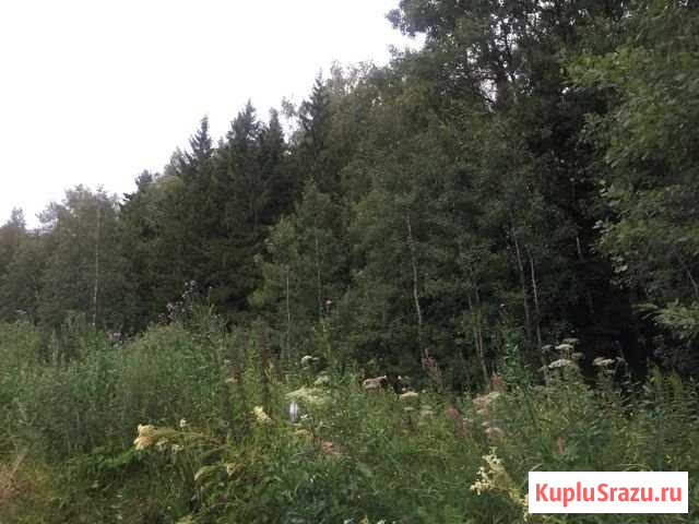 Участок СНТ, ДНП 201 сот. на продажу в Наро-Фоминске Наро-Фоминск - изображение 3