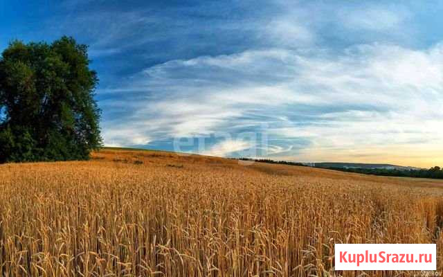 Участок СНТ, ДНП 3500 сот. на продажу в Юрге Юрга - изображение 1