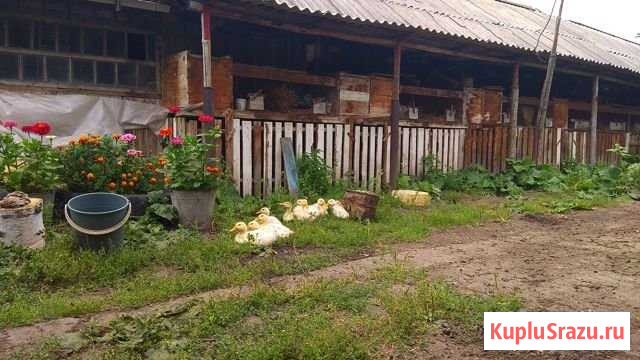 Дом 77 м² на участке 60 сот. на продажу в Саргатском Саргатское - изображение 1