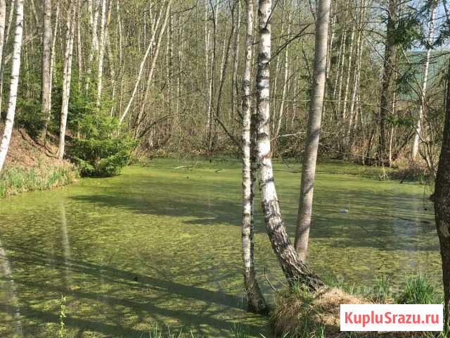 Участок ИЖС 12 сот. на продажу в Кудиново Кудиново - изображение 3