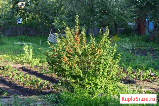 Участок ИЖС 21 сот. на продажу в Энгельсе Энгельс - изображение 1
