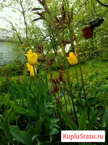 Дача 70 м² на участке 8 сот. в аренду на длительный срок в Долгопрудном Долгопрудный - изображение 1