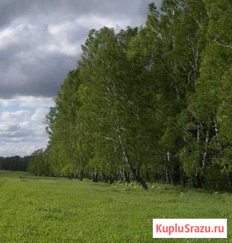 Участок СНТ, ДНП 6 сот. на продажу в Первомайском Московской области Первомайский - изображение 1