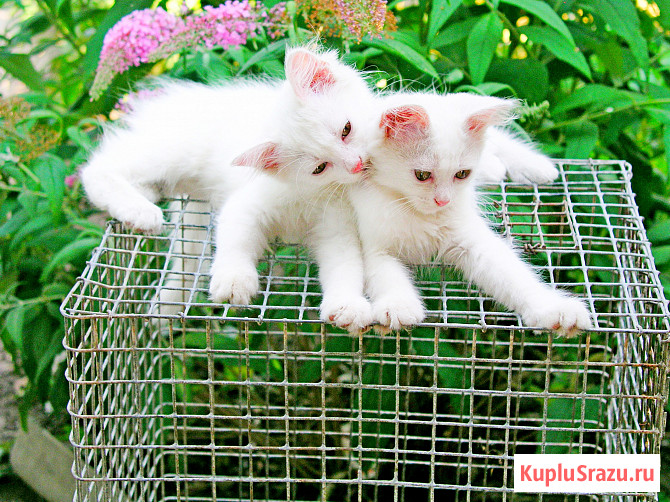 Трех месячные котята Кропоткин - изображение 2