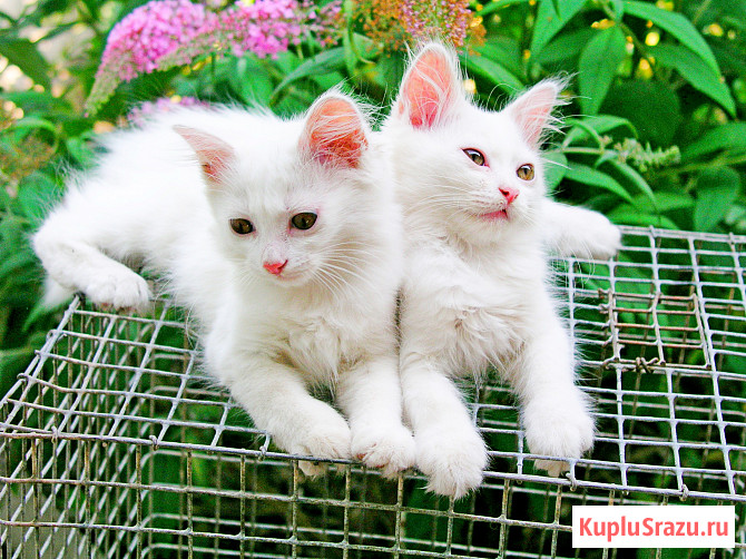 Трех месячные котята Кропоткин - изображение 1
