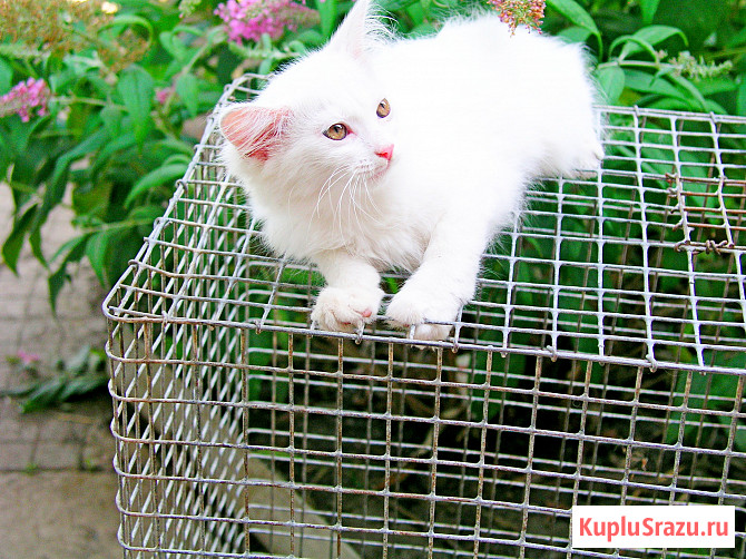 Трех месячные котята Кропоткин - изображение 4