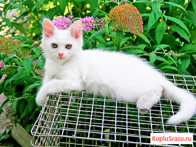 Трех месячные котята Кропоткин - изображение 3