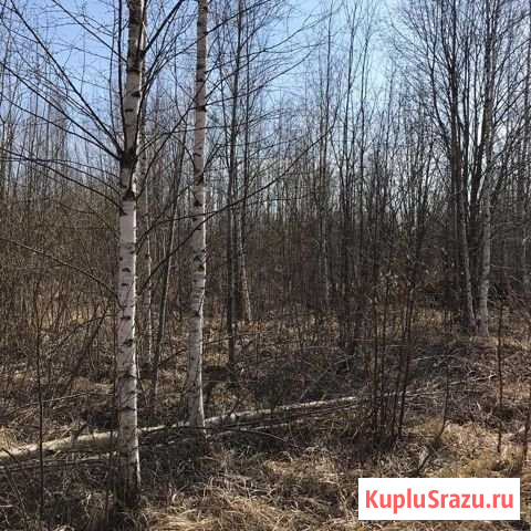 Участок ИЖС 17 сот. на продажу в Красном Селе Красное Село - изображение 1