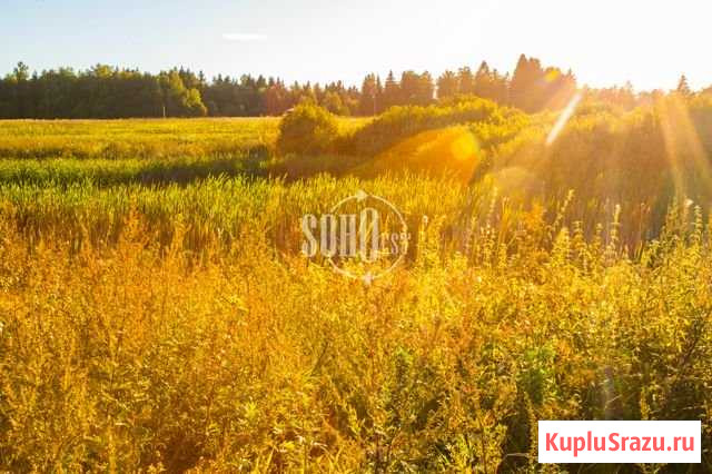 Участок ИЖС 31 сот. на продажу в Красногорске Московской области Красногорск - изображение 1