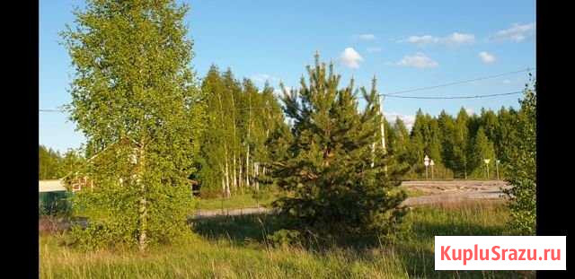 Участок ИЖС 20 сот. на продажу в Бору Бор - изображение 1